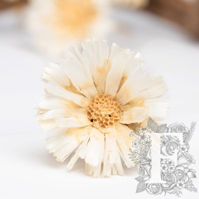 Protea Geschnitten - 3 Stems