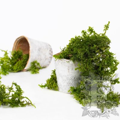 Canopy - Star Moss - Window box