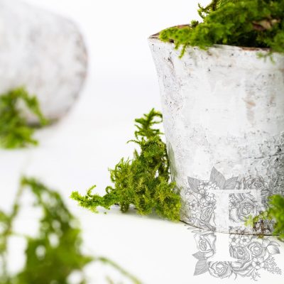 Canopy - Star Moss - Window box