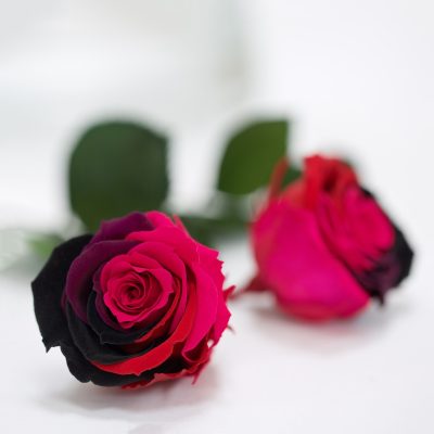 RoseAmor - Warmi Rose - 12 Heads